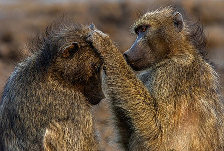 Chacma baboons grooming each other, Kruger National park, South Africa Foto de stock - Royalty Free Premium, Número: 649-09258105