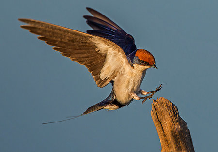simsearch:700-00162737,k - Wire-tailed swallow about to land on fencepost, side view, Kruger National park, South Africa Photographie de stock - Premium Libres de Droits, Code: 649-09258101