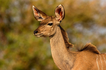 Kudu, head and shoulder side view, Kruger National Park, South Africa Photographie de stock - Premium Libres de Droits, Code: 649-09258118