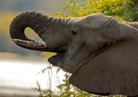 simsearch:841-03060815,k - African elephant by watering hole, side view head shot, Kruger National Park, South Africa Photographie de stock - Premium Libres de Droits, Code: 649-09258111