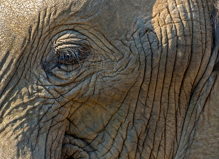 simsearch:649-09258136,k - African elephant, full frame close up of face, Kruger National Park, South Africa Photographie de stock - Premium Libres de Droits, Code: 649-09258113