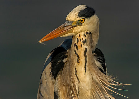 simsearch:649-08565743,k - Alert grey heron, close up front view, Kruger National Park, South Africa Foto de stock - Sin royalties Premium, Código: 649-09258124