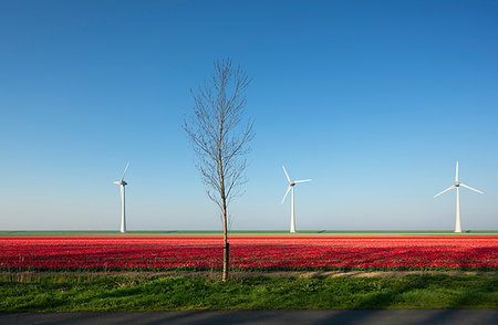 simsearch:649-07280996,k - Red bulb fields in spring, wind turbines on a dyke in background, Nagele, Flevoland, Netherlands Stock Photo - Premium Royalty-Free, Code: 649-09258438