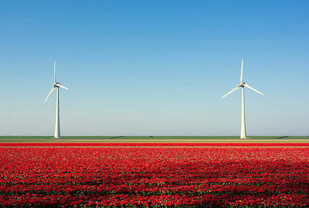 simsearch:649-09268783,k - Red bulb fields in spring, wind turbines on a dyke in background, Nagele, Flevoland, Netherlands Stock Photo - Premium Royalty-Free, Code: 649-09258439