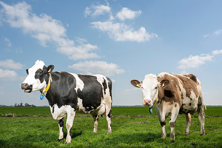 simsearch:649-09258464,k - Two cows in pasture in spring, animal portrait, Wyns, Friesland, Netherlands Foto de stock - Royalty Free Premium, Número: 649-09258444