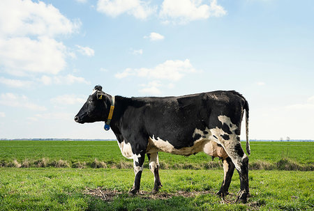 simsearch:649-09258464,k - Cow in pasture in spring, animal portrait, Wyns, Friesland, Netherlands Foto de stock - Royalty Free Premium, Número: 649-09258440