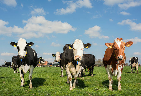 simsearch:862-08699657,k - Cows in pasture in spring, animal portrait, Wyns, Friesland, Netherlands Foto de stock - Royalty Free Premium, Número: 649-09258442