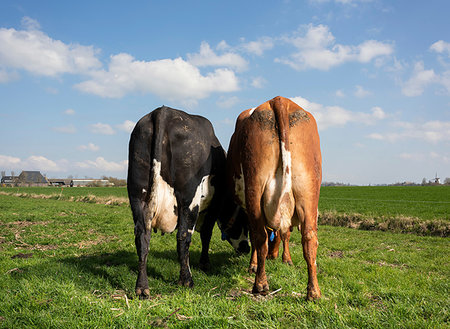 simsearch:649-09258464,k - Two cows in pasture in spring, rear view, Wyns, Friesland, Netherlands Foto de stock - Royalty Free Premium, Número: 649-09258443