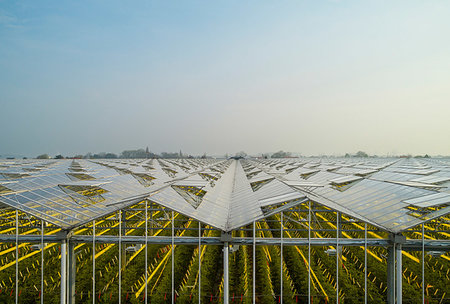 Greenhouse in the Westland area, part of Netherlands with large concentration of greenhouses, elevated view, Maasdijk, Zuid-Holland, Netherlands Stock Photo - Premium Royalty-Free, Code: 649-09258458