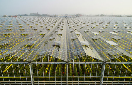 Greenhouse in the Westland area, part of Netherlands with large concentration of greenhouses, elevated view, Maasdijk, Zuid-Holland, Netherlands Photographie de stock - Premium Libres de Droits, Code: 649-09258459