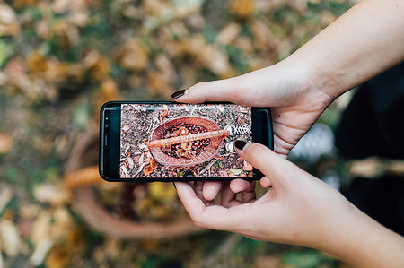 simsearch:649-09148681,k - Woman taking photo of basket of chestnuts with cellphone Stockbilder - Premium RF Lizenzfrei, Bildnummer: 649-09250015