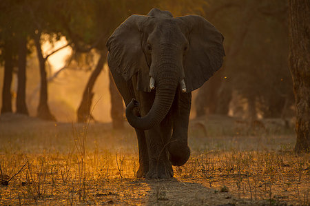 simsearch:649-07596645,k - Elephant (loxodonta africana) walking in forest at sunset , Mana Pools National Park, Zimbabwe Foto de stock - Sin royalties Premium, Código: 649-09250344