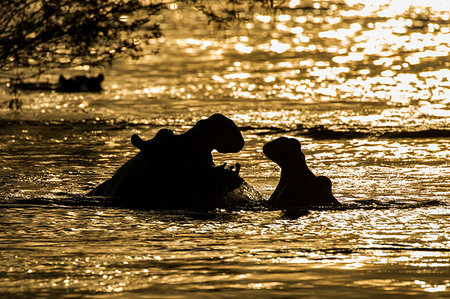 simsearch:614-09078843,k - Hippopotamus (hippopotamus amphibiu) fighting in river Nile at sunset, Murchison Falls National Park, Uganda Foto de stock - Sin royalties Premium, Código: 649-09250349