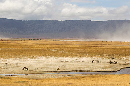 simsearch:851-02963318,k - Landscape with spotted hyaena (crocuta crocuta), Ngorongoro Crater, Ngorongoro Conservation Area, Tanzania Photographie de stock - Premium Libres de Droits, Code: 649-09250354