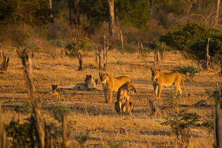 simsearch:649-09250370,k - Pride of lions (Panthera leo) in Mana Pools National Park, Zimbabwe Stock Photo - Premium Royalty-Free, Code: 649-09250359