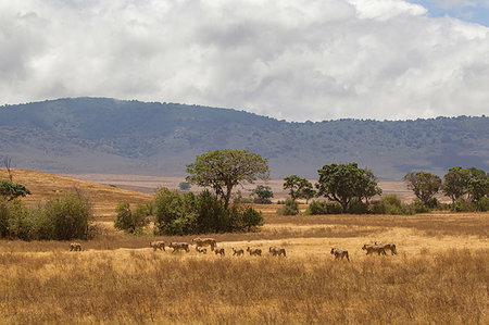 simsearch:649-07596643,k - Landscape with lion pride (panthera leo), Ngorongoro Crater, Ngorongoro Conservation Area, Tanzania Foto de stock - Sin royalties Premium, Código: 649-09250353