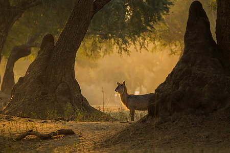 simsearch:649-07596643,k - Waterbuck (Kobus ellipsiprymnus) in Mana Pools National Park, Zimbabwe Foto de stock - Sin royalties Premium, Código: 649-09250369