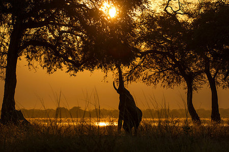 simsearch:649-07596508,k - Silhouetted elephant (Loxodonta africana) reaching to feed from tree at sunset, Zambezi river, Mana Pools National Park, Zimbabwe Photographie de stock - Premium Libres de Droits, Code: 649-09250363