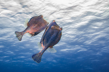 Pair of Honeycomb Cowfish courting, Curacao Stock Photo - Premium Royalty-Free, Code: 649-09250576