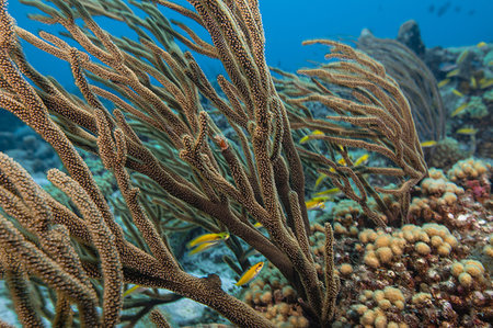 Seascape of soft coral, Curacao Stock Photo - Premium Royalty-Free, Code: 649-09250577