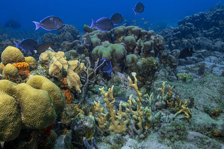 fish school not sardine not people - Seascape of soft coral and doctor fish, Curacao Photographie de stock - Premium Libres de Droits, Code: 649-09250572