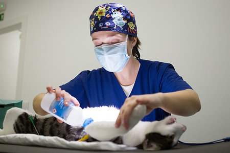 pathology - Veterinarian preparing cat for treatment Stock Photo - Premium Royalty-Free, Code: 649-09251160