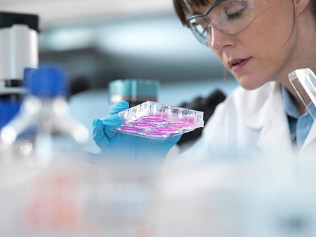 simsearch:649-09246044,k - Cell Research, scientist looking at multi-well plate cell growth  in laboratory Foto de stock - Sin royalties Premium, Código: 649-09251907