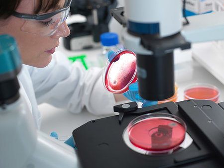 Female scientist examining cultures growing in petri dishes using inverted microscope in laboratory Photographie de stock - Premium Libres de Droits, Code: 649-09251915