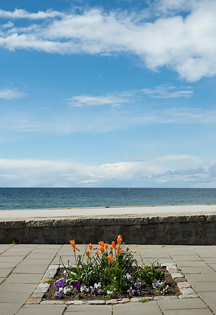 Blossoming flowers beside Baltic Sea, Visby, Gotlands Lan, Sweden Foto de stock - Sin royalties Premium, Código: 649-09268777