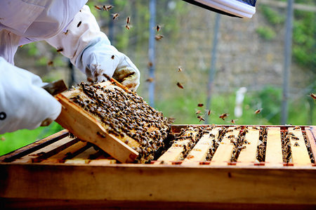 simsearch:649-07063417,k - Male beekeeper removing honeycomb frame from beehive in walled garden, close up Stock Photo - Premium Royalty-Free, Code: 649-09269023
