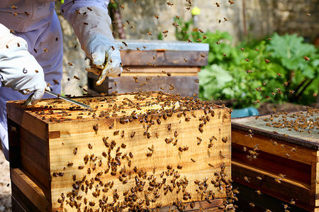 simsearch:649-07063417,k - Male beekeeper tending beehive in walled garden, cropped Stock Photo - Premium Royalty-Free, Code: 649-09269030