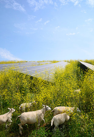 Sheep grazing mustard plants at solar farm, Geldermalsen, Gelderland, Netherlands Fotografie stock - Premium Royalty-Free, Codice: 649-09269410