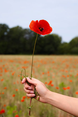 simsearch:6119-07744551,k - Young woman holding poppy in field of poppies, close up of hand Stock Photo - Premium Royalty-Free, Code: 649-09276169