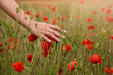 simsearch:6119-07744551,k - Young woman touching poppies in field, cropped view of hand Stock Photo - Premium Royalty-Free, Code: 649-09276171