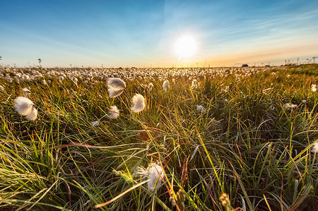 simsearch:649-09277511,k - Tall grass and wildflowers, Seljalandsfoss waterfall, Iceland Photographie de stock - Premium Libres de Droits, Code: 649-09277499