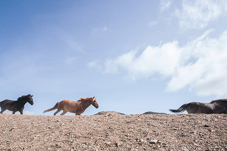 simsearch:649-09277834,k - Wild horses running, Landmannalaugar, Iceland Foto de stock - Royalty Free Premium, Número: 649-09277937