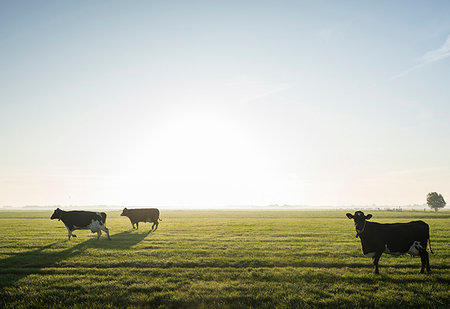 simsearch:649-07239783,k - Cows walk to pasture after milking, Wyns, Friesland, Netherlands Stock Photo - Premium Royalty-Free, Code: 649-09277979