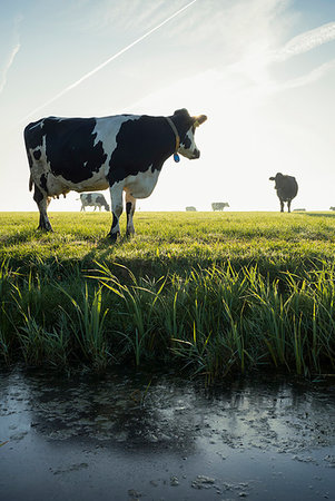 simsearch:614-06043441,k - Cow standing by ditch, other cows on pasture in background, Wyns, Friesland, Netherlands Stock Photo - Premium Royalty-Free, Code: 649-09277988