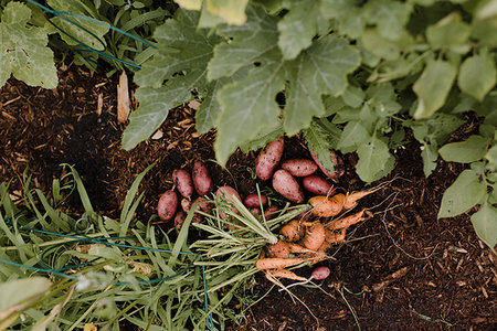 simsearch:652-03801665,k - Potatoes and carrots on ground Fotografie stock - Premium Royalty-Free, Codice: 649-09278259