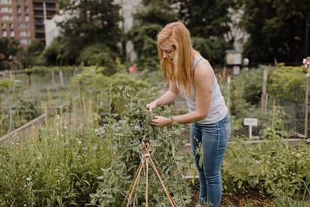 simsearch:649-09278259,k - Woman gardening at allotment Stockbilder - Premium RF Lizenzfrei, Bildnummer: 649-09278323