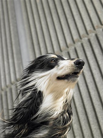 Low angle portrait of Afghan hound blown by the wind, copy space above, Alicante, Spain, Stock Photo - Premium Royalty-Free, Code: 649-01557114