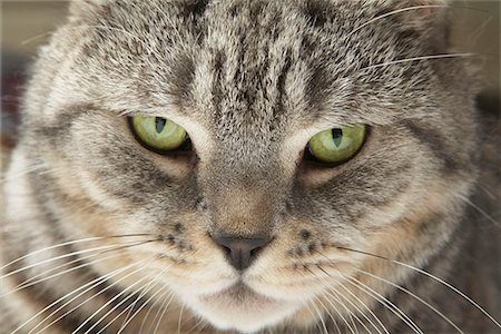 Close up of cats face Stock Photo - Premium Royalty-Free, Code: 649-02055518