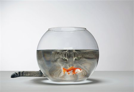 pecera - Cat looking at fish bowl Foto de stock - Sin royalties Premium, Código: 649-02055519