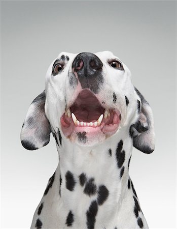 pura raza - Close up of a Dalmatian dog Foto de stock - Sin royalties Premium, Código: 649-02055511