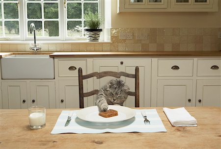 A cat eating at the table Foto de stock - Sin royalties Premium, Código: 649-02055513