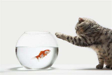 pecera - Cat attacking a fish Foto de stock - Sin royalties Premium, Código: 649-02055521
