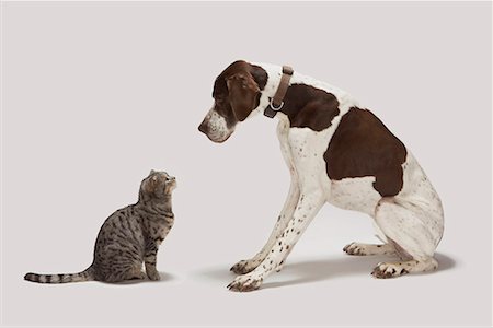 dog looking down on cat - Pointer looking down at cat Stock Photo - Premium Royalty-Free, Code: 649-02055565