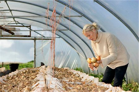 farm worker inspects onions Stock Photo - Premium Royalty-Free, Code: 649-02666039