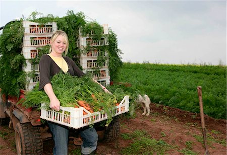 farm worker harvesting carrots Stock Photo - Premium Royalty-Free, Code: 649-02666057