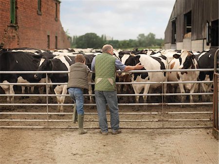 Farmer And Son Looking at Cows Stock Photo - Premium Royalty-Free, Code: 649-02666576